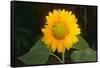 Sunflower-DLILLC-Framed Stretched Canvas