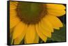 Sunflower-DLILLC-Framed Stretched Canvas