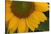 Sunflower-DLILLC-Stretched Canvas