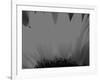 Sunflower-Nadia Isakova-Framed Photographic Print