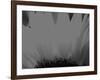 Sunflower-Nadia Isakova-Framed Photographic Print