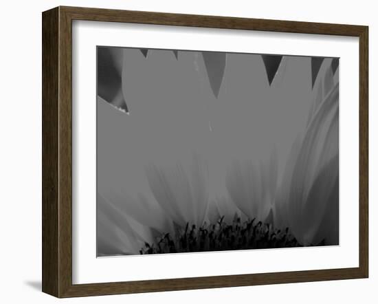 Sunflower-Nadia Isakova-Framed Photographic Print