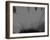 Sunflower-Nadia Isakova-Framed Photographic Print