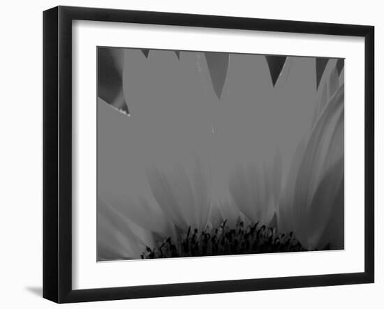 Sunflower-Nadia Isakova-Framed Photographic Print