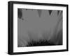 Sunflower-Nadia Isakova-Framed Photographic Print