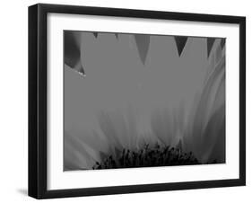 Sunflower-Nadia Isakova-Framed Photographic Print