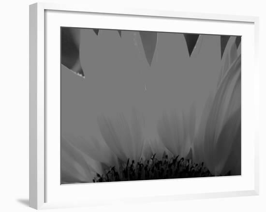 Sunflower-Nadia Isakova-Framed Photographic Print