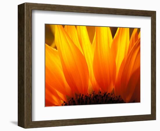 Sunflower-Nadia Isakova-Framed Photographic Print