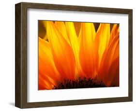 Sunflower-Nadia Isakova-Framed Photographic Print