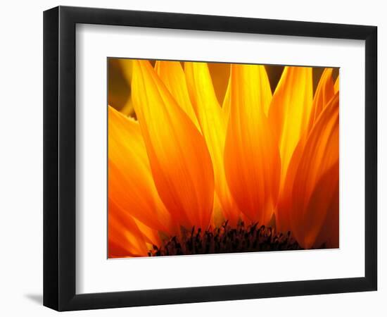 Sunflower-Nadia Isakova-Framed Photographic Print