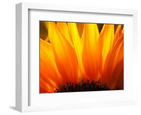 Sunflower-Nadia Isakova-Framed Photographic Print