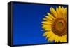 Sunflower-Watiporn-Framed Stretched Canvas