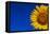 Sunflower-Watiporn-Framed Stretched Canvas