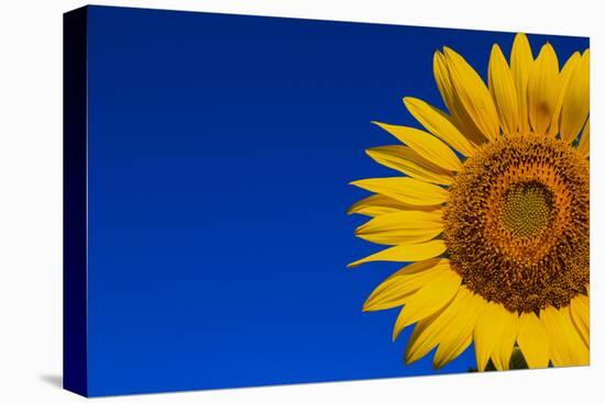 Sunflower-Watiporn-Stretched Canvas
