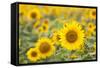 Sunflower-themanofsteel-Framed Stretched Canvas