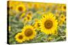 Sunflower-themanofsteel-Stretched Canvas