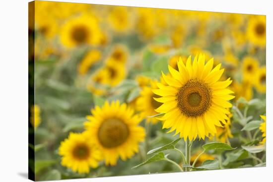 Sunflower-themanofsteel-Stretched Canvas