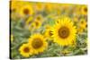 Sunflower-themanofsteel-Stretched Canvas