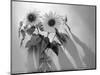 Sunflower-Anna Miller-Mounted Photographic Print