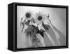 Sunflower-Anna Miller-Framed Stretched Canvas