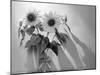 Sunflower-Anna Miller-Mounted Photographic Print