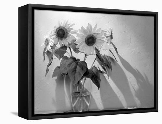 Sunflower-Anna Miller-Framed Stretched Canvas