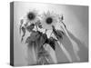 Sunflower-Anna Miller-Stretched Canvas