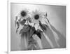 Sunflower-Anna Miller-Framed Photographic Print