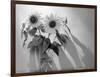 Sunflower-Anna Miller-Framed Photographic Print