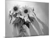 Sunflower-Anna Miller-Mounted Photographic Print