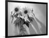 Sunflower-Anna Miller-Framed Photographic Print