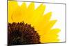 Sunflower-PASIEKA-Mounted Photographic Print