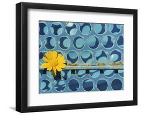 Sunflower-Martin Meyer-Framed Photographic Print