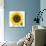 Sunflower-null-Photographic Print displayed on a wall