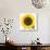 Sunflower-null-Photographic Print displayed on a wall