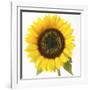 Sunflower-null-Framed Photographic Print