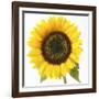 Sunflower-null-Framed Photographic Print