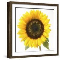 Sunflower-null-Framed Photographic Print