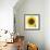 Sunflower-null-Framed Photographic Print displayed on a wall