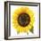 Sunflower-null-Framed Photographic Print