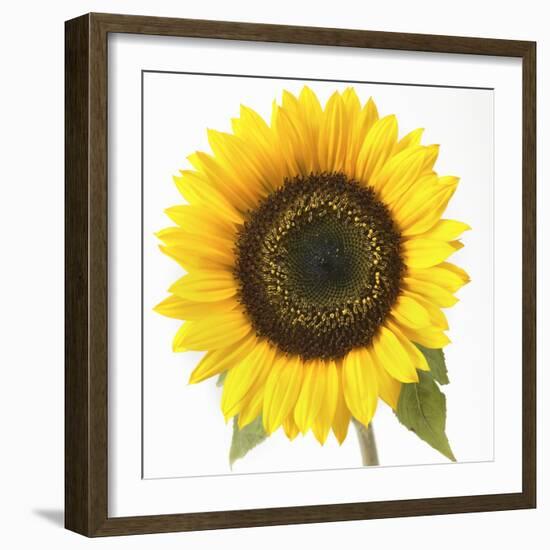 Sunflower-null-Framed Photographic Print