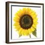 Sunflower-null-Framed Photographic Print