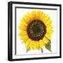 Sunflower-null-Framed Photographic Print