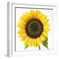 Sunflower-null-Framed Photographic Print