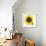 Sunflower-null-Framed Photographic Print displayed on a wall