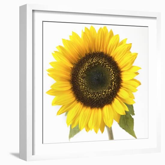 Sunflower-null-Framed Photographic Print