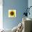 Sunflower-null-Mounted Photographic Print displayed on a wall