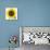 Sunflower-null-Mounted Photographic Print displayed on a wall