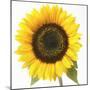 Sunflower-null-Mounted Photographic Print