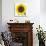 Sunflower-null-Photographic Print displayed on a wall